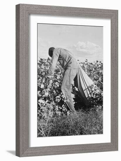 Migratory Field Worker Picking Cotton-Dorothea Lange-Framed Art Print