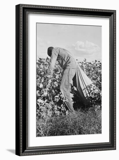 Migratory Field Worker Picking Cotton-Dorothea Lange-Framed Art Print