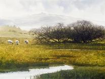 Grazing Sheep-Miguel Dominguez-Giclee Print