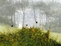 Redwings in the Mist-Miguel Dominguez-Giclee Print