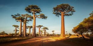 Madagascar-mihtiander-Photographic Print