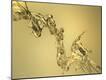 Premium Photographic Print