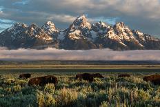 A Small Herd Of Bison Grazing Below The Teton Mountains In Jackson Hole. Grand Teton NP, Wyoming-Mike Cavaroc-Photographic Print