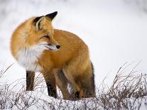 Red Fox Looking Back-Mike Cavaroc-Photographic Print