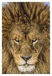 Serious Lion-Mike Centioli-Stretched Canvas