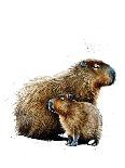 Engaged Prairie Dogs on Midnight Blue, 2020, (Pen and Ink)-Mike Davis-Framed Giclee Print