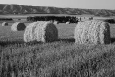 Canada, Manitoba, Rolled Hay Bales in Field-Mike Grandmaison-Photographic Print