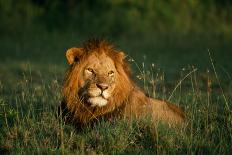 Male Lion Masai Mara National Park Kenya-Mike Hill-Premium Photographic Print