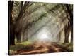 Stretched Canvas Print