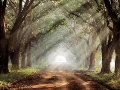 Evergreen Plantation Premium Photographic Print - Mike Jones | Art.com