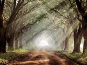 Evergreen Plantation by Mike Jones