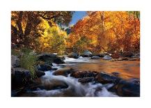 River of Gold-Mike Jones-Giclee Print