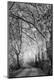 Photographic Print