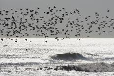 Sanderling (Calidris alba) flock, in flight, silhouetted over sea, New York-Mike Lane-Laminated Photographic Print