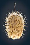 Dried Fruit of Echinocystis Lobata, Prickly and Weird-Mike Laptev-Photographic Print