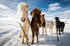 Icelandic Hair Style-Mike Leske-Photographic Print