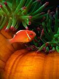 Clown Fish & Anemone, Truk Lagoon-Mike Mesgleski-Photographic Print