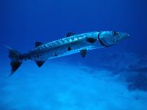 Giant Barracuda, FL-Mike Mesgleski-Photographic Print