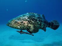 Jewfish with Sharksucker Under It-Mike Mesgleski-Photographic Print