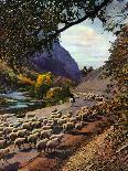 "Herding Sheep,"September 1, 1943-Mike Roberts-Framed Premier Image Canvas