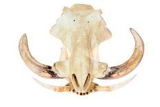 A Genuine African Wart Hog AKA  Phacochoerus Africanus  Skull Isolated on a White with Room for You-mikeledray-Photographic Print