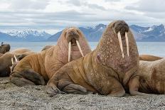 The Walrus is a Marine Mammal, the Only Modern Species of the Walrus Family, Traditionally Attribut-Mikhail Cheremkin-Framed Photographic Print