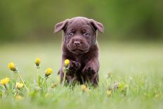 Young Puppy of Brown Labrador Retriever Dog Photographed Outdoors on Grass in Garden.-Mikkel Bigandt-Framed Photographic Print