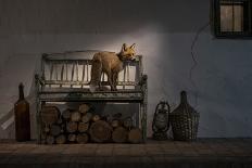 Fox drinking water from a sauna pool in a garden, Hungary-Milan Radisics-Photographic Print