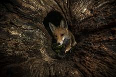 Female Red fox walking along tree trunk in heavy fog at night-Milan Radisics-Photographic Print