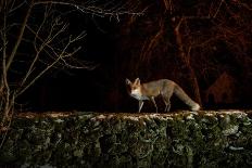 Female Red fox walking along tree trunk in heavy fog at night-Milan Radisics-Framed Photographic Print