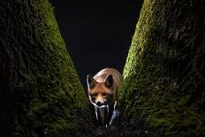 Female Red fox staring from the base of a moss-covered tree-Milan Radisics-Photographic Print