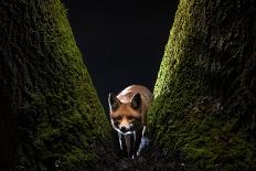 Red fox vixen standing in fork of tree on snowy night, Hungary-Milan Radisics-Framed Photographic Print