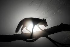 Female Red fox walking along tree trunk in heavy fog at night-Milan Radisics-Photographic Print