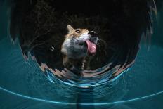 Fox drinking water from a sauna pool in a garden, Hungary-Milan Radisics-Framed Photographic Print