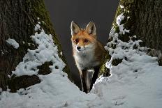 Red fox vixen standing in fork of tree on snowy night, Hungary-Milan Radisics-Framed Photographic Print