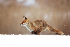 Red Fox-Milan Zygmunt-Framed Giclee Print