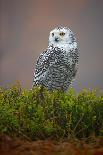 Snowy Owl-Milan Zygmunt-Photographic Print