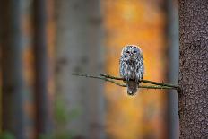 Eurasian Eagle-Owl-Milan Zygmunt-Stretched Canvas
