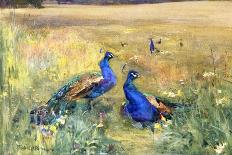 Peacocks in a Field-Mildred Anne Butler-Framed Premier Image Canvas