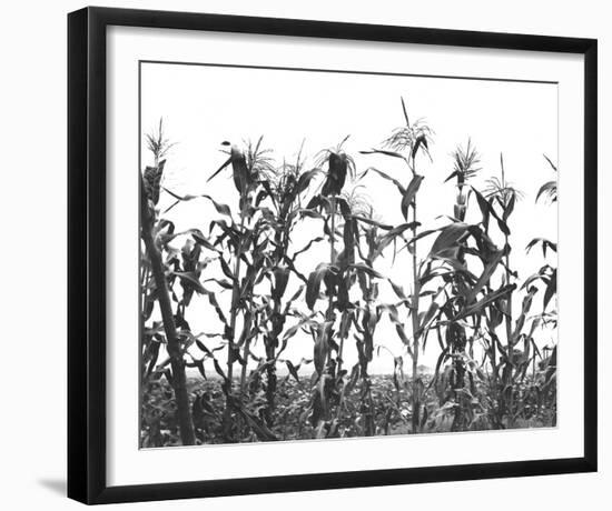 Mile High-The Vintage Collection-Framed Giclee Print