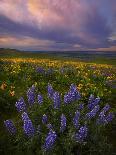 Colorful Sunrise over the Wildflowers of the Columbia River Gorge in Washington-Miles Morgan-Photographic Print