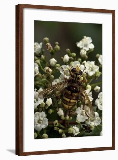 Milesia Crabroniformis (Hoverfly)-Paul Starosta-Framed Photographic Print