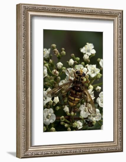 Milesia Crabroniformis (Hoverfly)-Paul Starosta-Framed Photographic Print