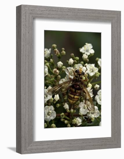 Milesia Crabroniformis (Hoverfly)-Paul Starosta-Framed Photographic Print