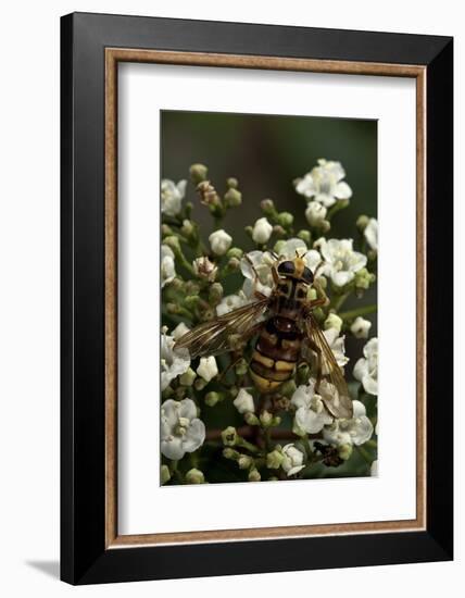Milesia Crabroniformis (Hoverfly)-Paul Starosta-Framed Photographic Print