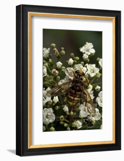 Milesia Crabroniformis (Hoverfly)-Paul Starosta-Framed Photographic Print