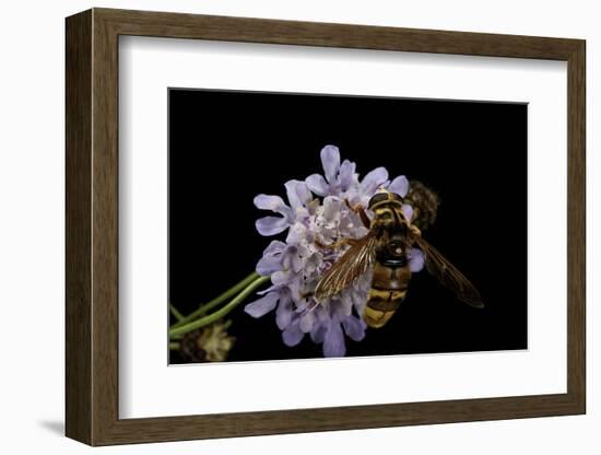 Milesia Crabroniformis (Hoverfly)-Paul Starosta-Framed Photographic Print