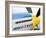 Military Airshow, Olympia, Washington, USA-William Sutton-Framed Photographic Print