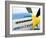 Military Airshow, Olympia, Washington, USA-William Sutton-Framed Photographic Print