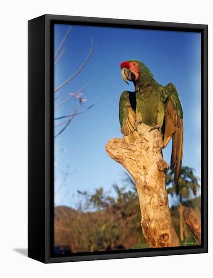 Military Macaw-Eliot Elisofon-Framed Premier Image Canvas